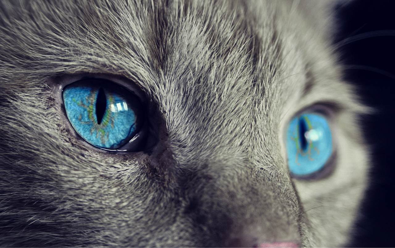 Katze, Katzenaugen, blaue Augen-1285634.jpg